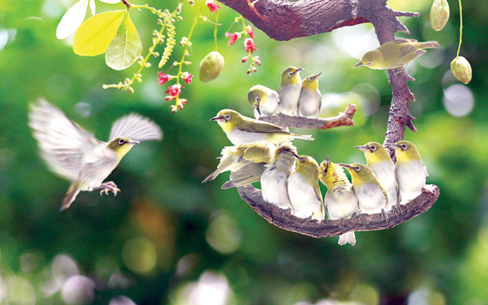 Khó[-]tin[-]như...[-]ảnh[-]chụp[-]chim